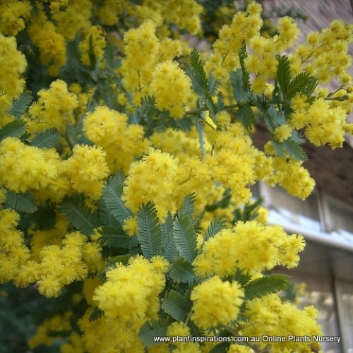 Acacia Cootamundra Wattle x 1 Plants Native Yellow Gold flowering Flowers Fast Growing Small Trees/Shrubs Weeping Blue/Grey/Silver Foliage Screen Screening baileyana